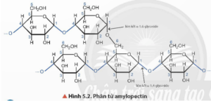 Nguyên nhân amylopectin có mạch phân nhánh trang 25 Hóa học 12