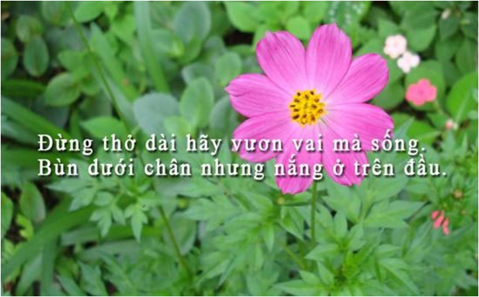 Tổng hợp stt hay về cuộc sống