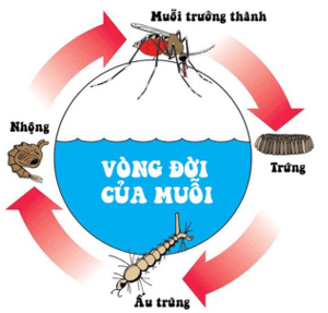 Em hãy tìm hiểu thêm về vòng đời của một số loài thực vật và động vật ở địa phương