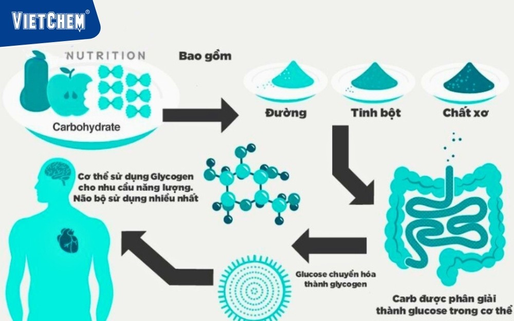 enzyme-amylase-giup-phan-giai-Tinh-bot