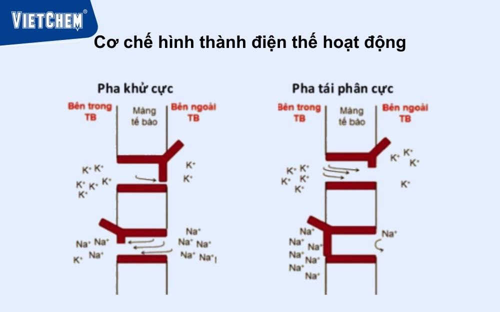 Đồng-Che-Hinh-Thanh-Dien-The-Hat-Dong