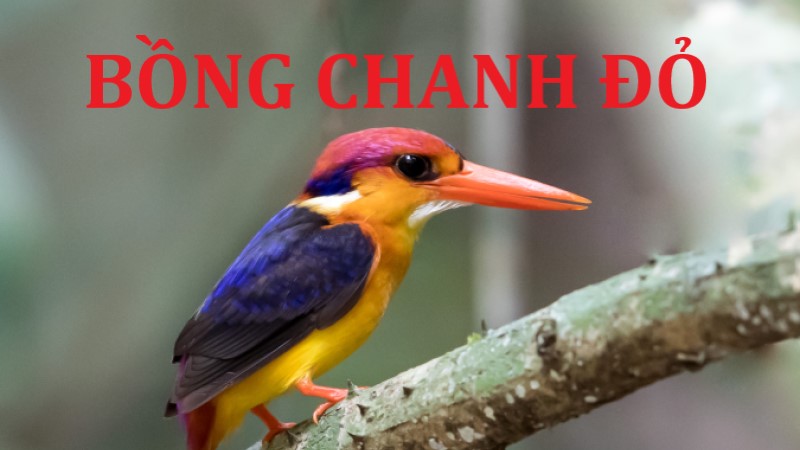 bồng chanh đỏ