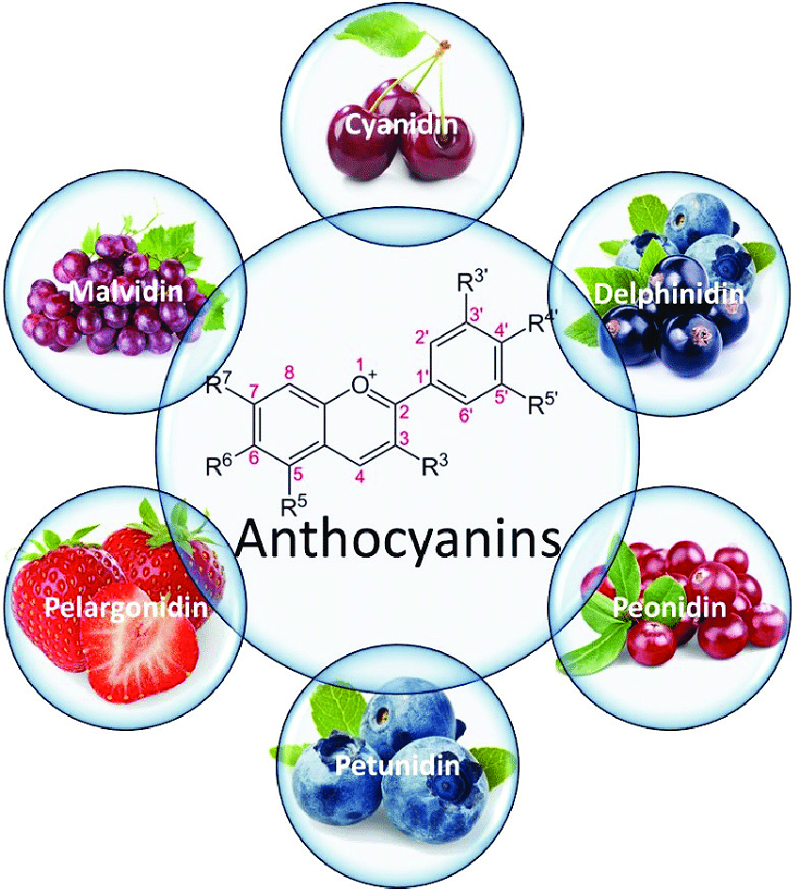 Anthocyanin-in-Red-Dark-Fruits-Fruits-from-Just-Arries-67