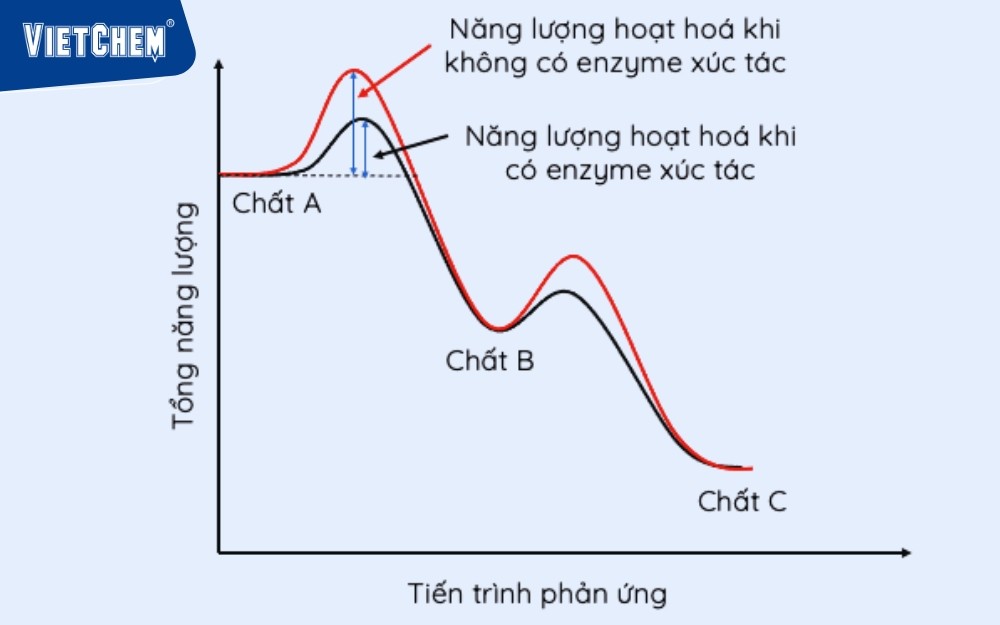 Nang-Luong-Hat-Hoa-Co-enzyme