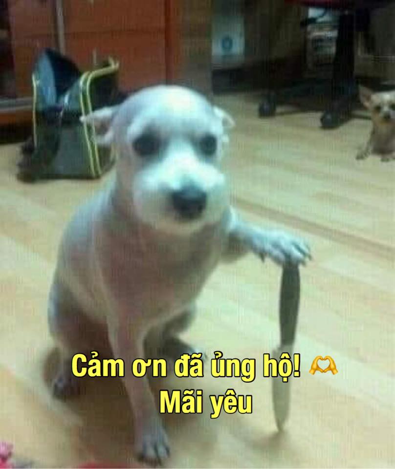 Cảm ơn đã ủng hộ, mãi yêu