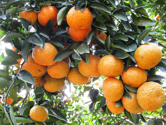 Citrus ha Giang là một đặc sản nổi tiếng của Tây Nguyên