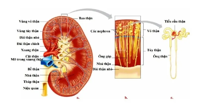 eGFR bao nhiêu là bình thường?