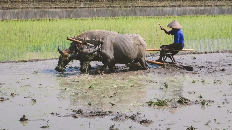 Ý nghĩa của những câu ca dao tục ngữ về lao động sản xuất