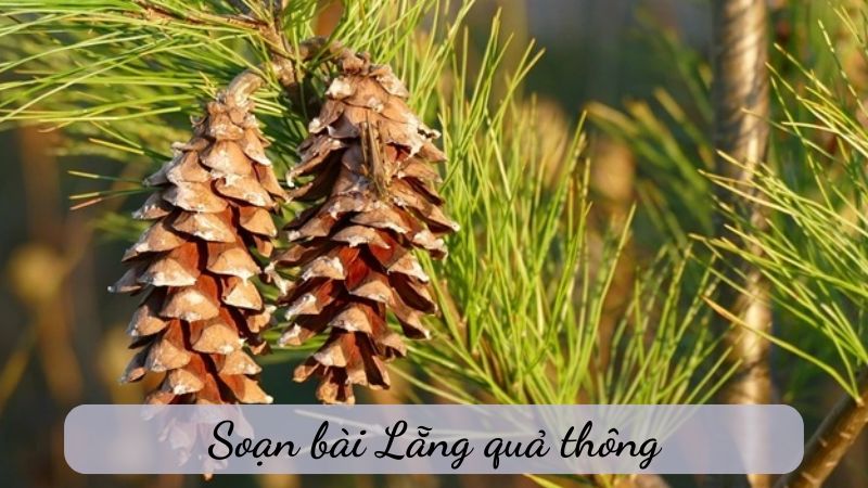 Lẵng quả thông