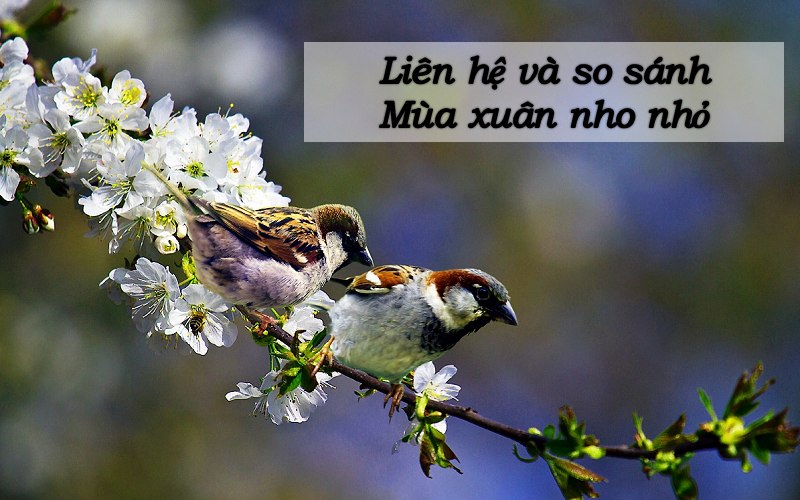 Liên hệ mở rộng Mùa xuân nho nhỏ