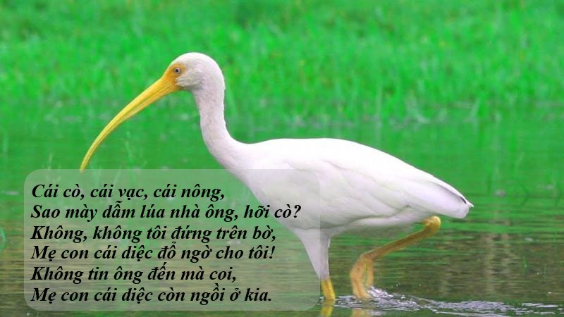 lời ru cái cò cái vạc