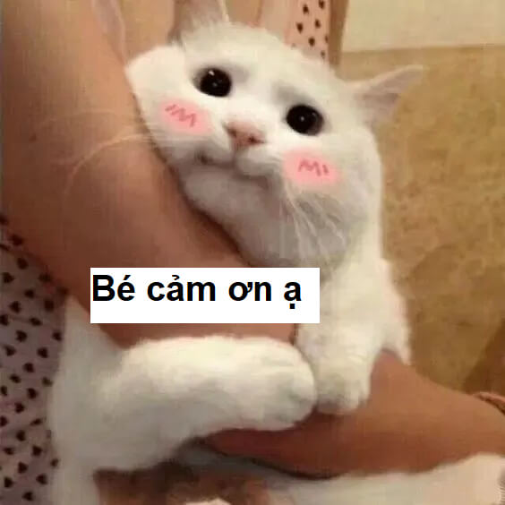 Meme bé cảm ơn ạ