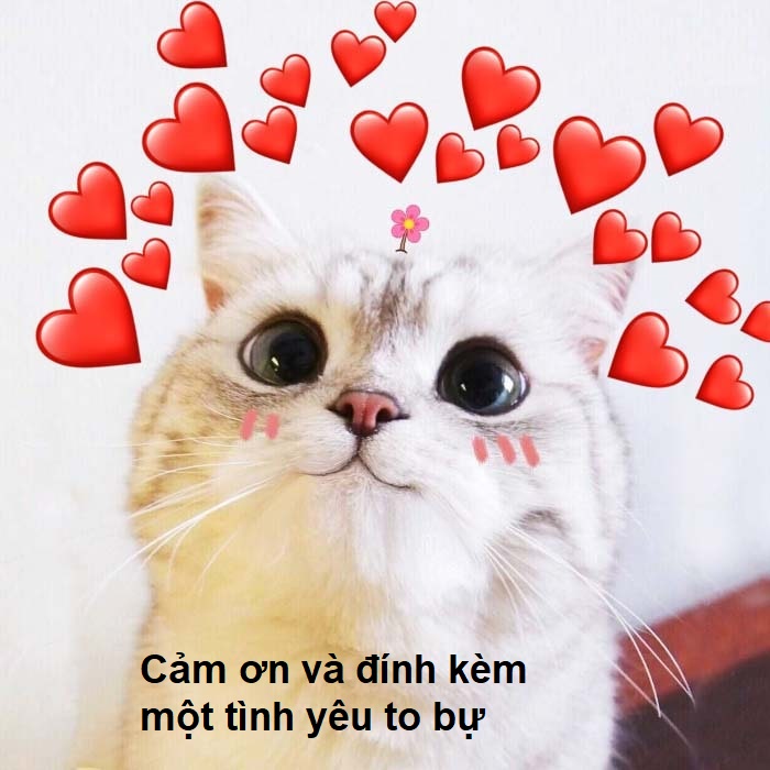 Meme cảm ơn cute