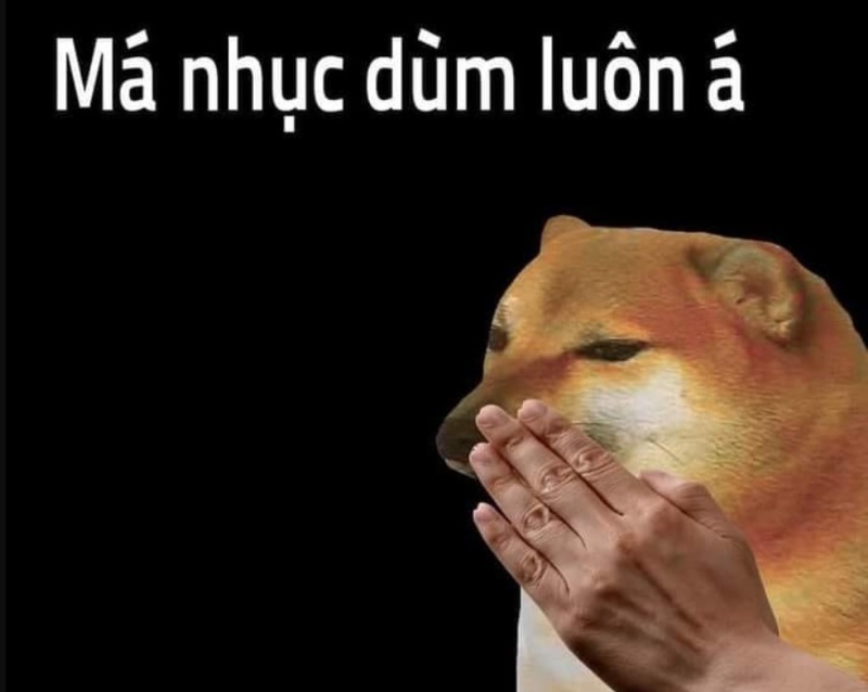 meme chó cười hài hước