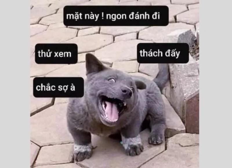 meme chó cười đẹp