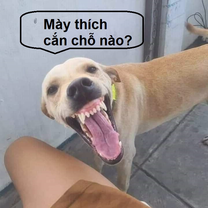 Meme chó cười nhe răng