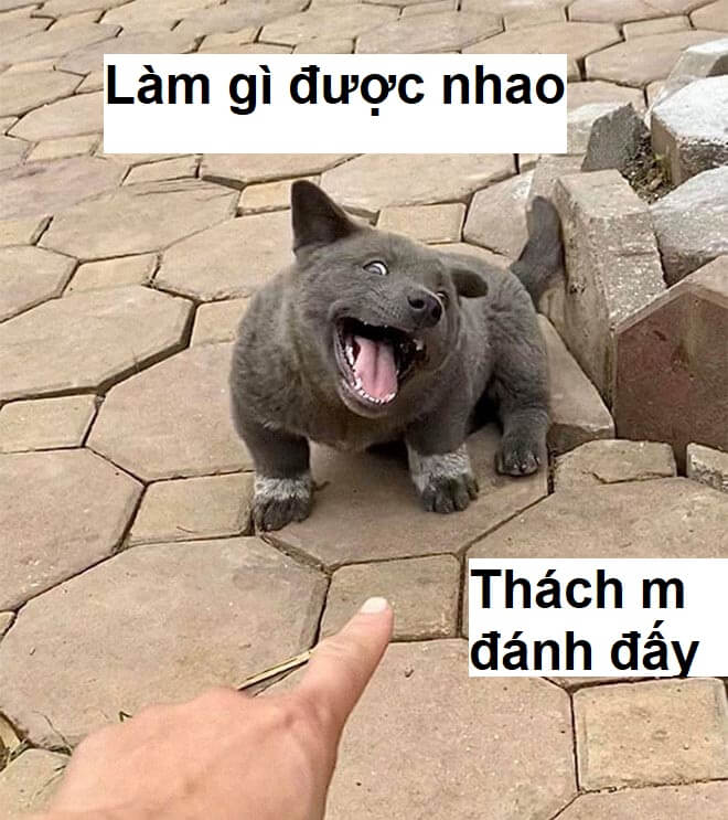 Meme cười nhây