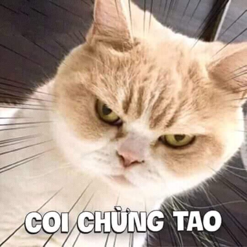 meme mày coi chừng tao