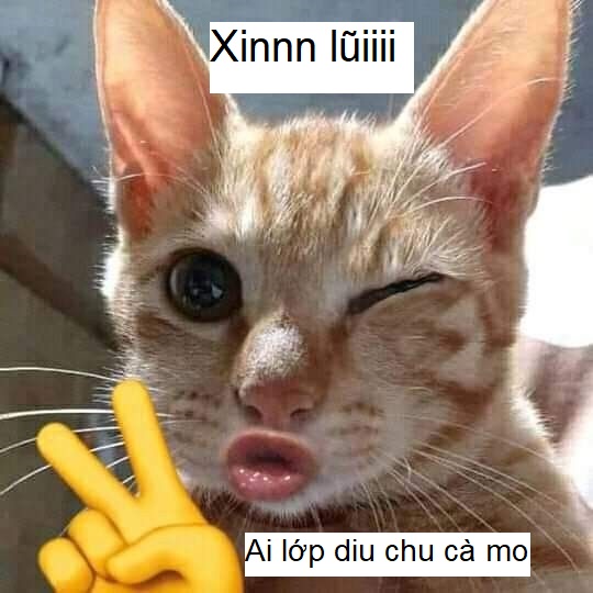 Meme mèo xin lỗi