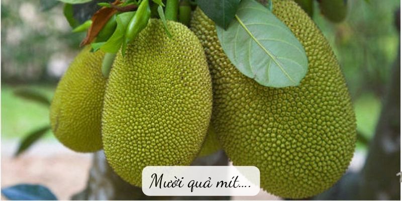 Mười quả mít….