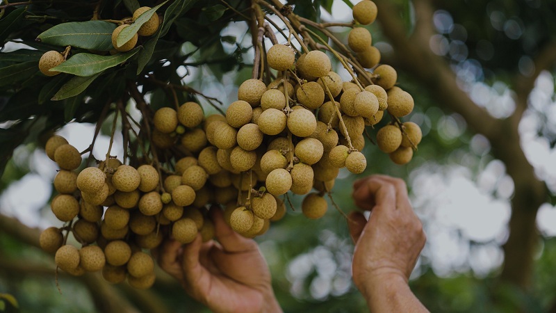 Bao-tra-nhớt-tuoi