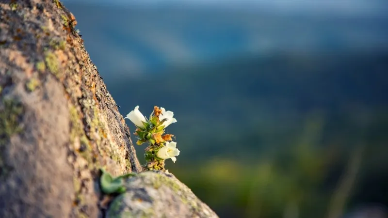 Những câu ca dao tục ngữ mỉa mai, châm biếm sâu cay