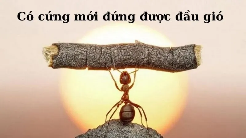 Câu nói về lòng dũng cảm mang ý nghĩa sâu sắc