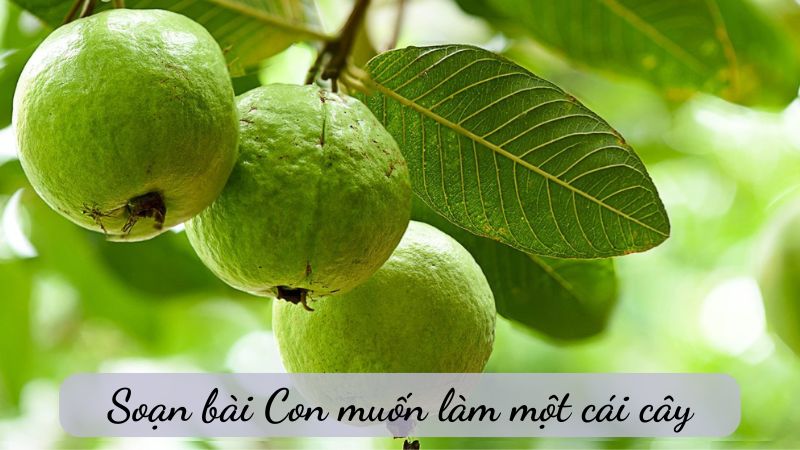 Soạn bài con muốn làm một cái cây