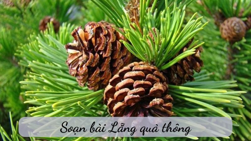 Soạn bài Lẵng quả thông