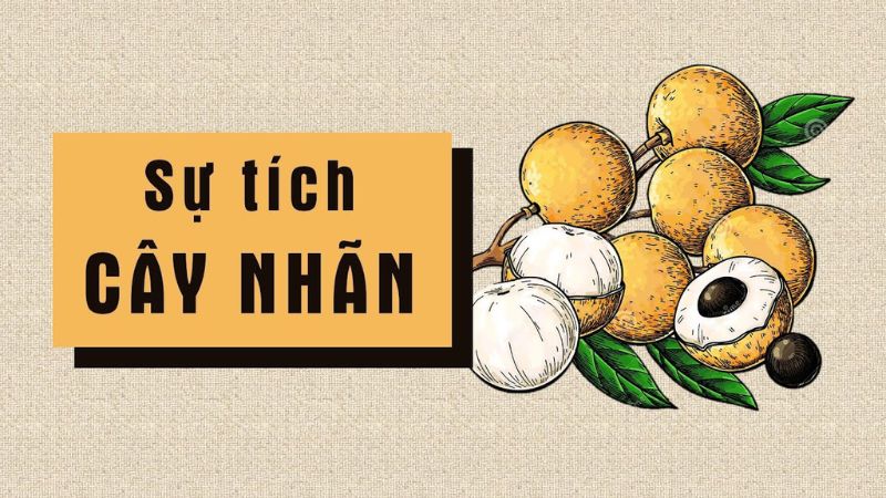 Sự tích cây nhãn