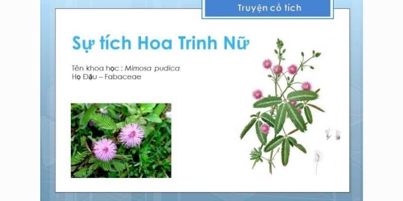 sự tích hoa trinh nữ