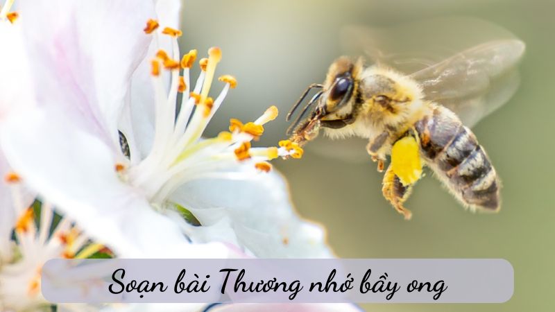 thương nhớ bầy ong