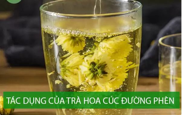 Ảnh hưởng của trà hoa cúc